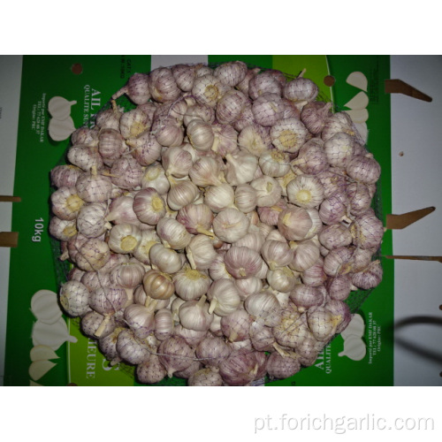 Alho branco normal colheita fresca 2019 tamanho 5.0